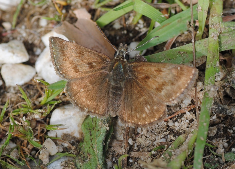 Id. Hesperiidae 2